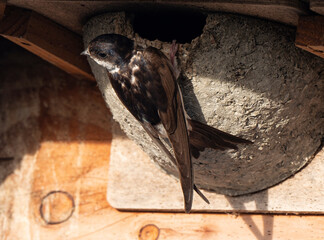 Hirondelle de fenêtre, nid,.Delichon urbicum, Common House Martin © JAG IMAGES