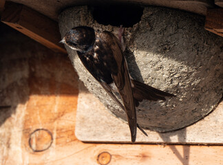 Hirondelle de fenêtre, nid,.Delichon urbicum, Common House Martin