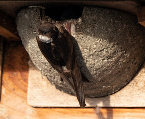 Hirondelle de fenêtre, nid,.Delichon urbicum, Common House Martin © JAG IMAGES