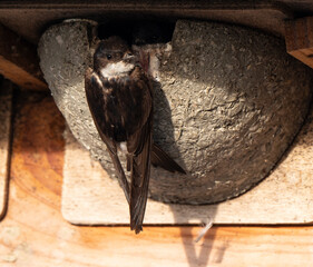 Hirondelle de fenêtre, nid,.Delichon urbicum, Common House Martin © JAG IMAGES