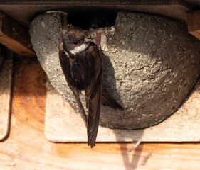 Hirondelle de fenêtre, nid,.Delichon urbicum, Common House Martin © JAG IMAGES