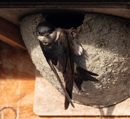 Hirondelle de fenêtre, nid,.Delichon urbicum, Common House Martin © JAG IMAGES