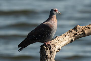 Pigeon roussard,.Columba guinea, Speckled Pigeon
