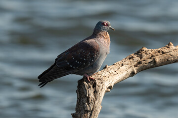 Pigeon roussard,.Columba guinea, Speckled Pigeon