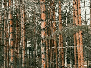 Beautiful shot of a dense pine forest in the daytime