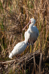 Spatule d'Afrique,. Platalea alba, African Spoonbill