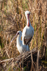 Spatule d'Afrique,. Platalea alba, African Spoonbill