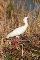 Spatule d'Afrique,. Platalea alba, African Spoonbill