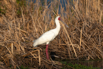 Spatule d'Afrique,. Platalea alba, African Spoonbill