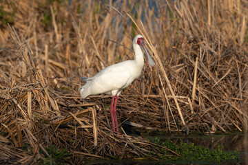 Spatule d'Afrique,. Platalea alba, African Spoonbill
