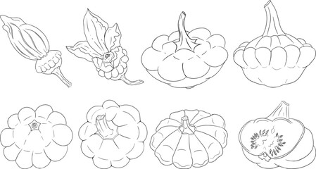 Vector illustration of a patisson. Patty pan squash isolated on white background. Coloring pages with vegetable. Dish-shaped pumpkin