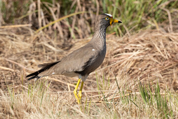 Vanneau à tête blanche,.Vanellus albiceps, White crowned Lapwing, Afrique du Sud