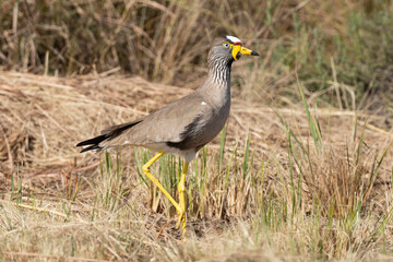 Vanneau à tête blanche,.Vanellus albiceps, White crowned Lapwing, Afrique du Sud