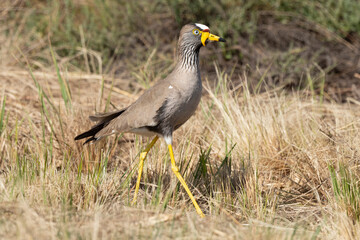 Vanneau à tête blanche,.Vanellus albiceps, White crowned Lapwing, Afrique du Sud
