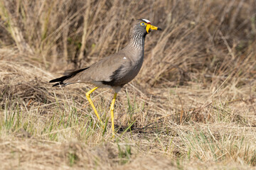 Vanneau à tête blanche,.Vanellus albiceps, White crowned Lapwing, Afrique du Sud