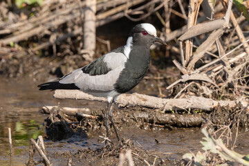 Vanneau armé,.Vanellus armatus, Blacksmith Lapwing