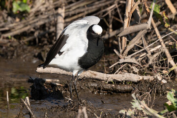 Vanneau armé,.Vanellus armatus, Blacksmith Lapwing