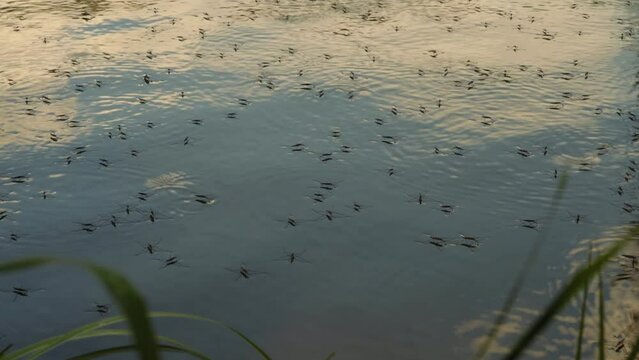 A flock of gerris lacustris quickly move across the water surface of the lake