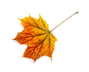 Maple Leaf Isolated. Colored Autumn Tree Leaves