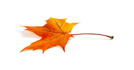 Maple Leaf Isolated. Colored Autumn Tree Leaves