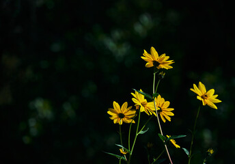 Flores de tupinambo iluminadas por el sol con fondo desenfocado