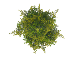 Ginkgo Biloba top view png alpha channel