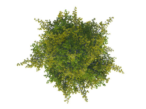 Ginkgo Biloba top view png alpha channel