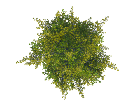 Ginkgo Biloba top view png alpha channel