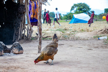 poule devant camp maasai