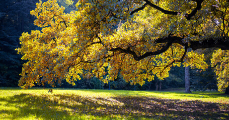 Autumn landscape. Spreading oak tree in the park
