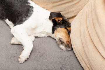 Adorable, but sad and lonely dog laying down on the sofa.