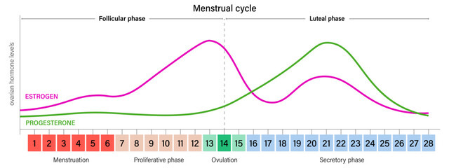 Menstrual cycle. Ovarian hormone levels chart vector. Estrogen and Progesterone.