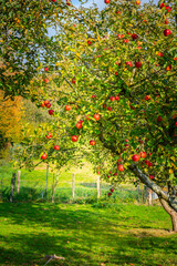 Fototapeta na wymiar Pommes rouges dans le verger à la campagne