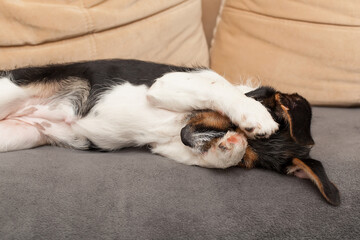Adorable, but sad and lonely dog laying down on the sofa.