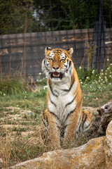 Fototapeta premium tigre en gros plan dans son enclos
