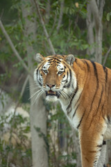 tigre en gros plan dans son enclos
