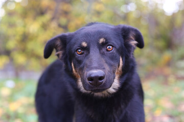 black dog full closeup on green grass background