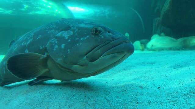 Jewfish bilder – Bläddra bland 256 stockfoton, vektorer och videor ...