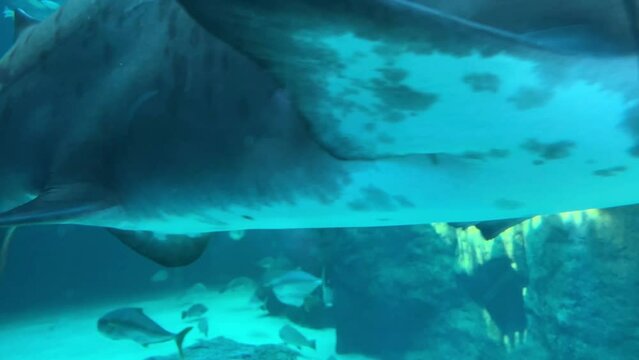 Closeup view of the teeth of a nursing grey shark