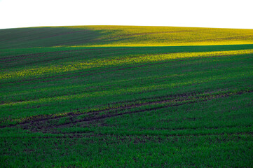Fototapeta na wymiar Yellow sunlight lines on green field, abstract clean countryside background