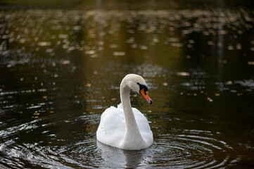 White Swan on the Lake. Swan on water. Mute swan