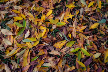 Top view of fallen leaves in autumn Concept: the arrival of autumn.