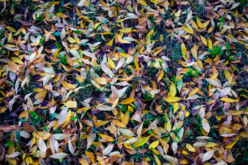 Top view of fallen leaves in autumn Concept: the arrival of autumn.