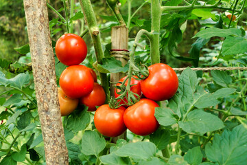 Close up of a bunch of tomatoes - variety Moneymaker, showing the change of colour from green to...