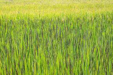 Riceberry rice field or organic Thai black jasmine rice with sunlight landscape outdoor background