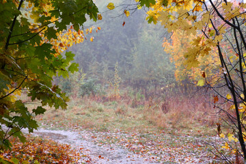 fall rainy landscape with blue fog, forest and colored leafs on the ground