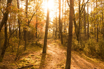 Beautiful sun in the national park, Kampinos National Park (Kampinoski Park Narodowy), Mazovia, Poland