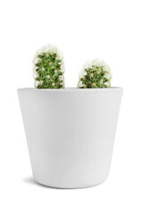 Potted cacti isolated