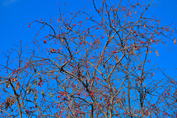 Mountain ash branches with dry fruits on an autumn day