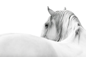 White horse in fine art style looking over his back beautiful as a banner of header with copy space 